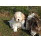 Monty, Shih Tzu und vermutl. Pudel - Rüde