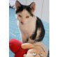Monty, süßer Katzenbub - Kater