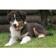Moon, Australian Shepherd Dog Welpen - Rüde