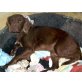 Moon, Münsterländer-Spaniel-Mix - Rüde