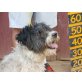 Moon, verspielt und verschmust - Rüde