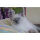 Moonlight, Ragdoll - Kater