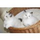 Moonlight  und Mac Gyver, Ragdoll - Kater