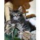 Moonrise Kingdom Kitten, Maine Coon - Kater