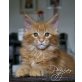 Moonrise Kingdom Pepper, Maine Coon - Kater