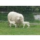 Moorschnucken - weiblich