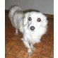 Moppi, Chihuahua-Mischling - Rüde