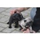 Mops Baby Welpen Suchen ein neues Zuhause, Mops - Hündin