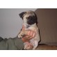 Mops Charly, Mops - Rüde