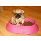 Mops - Chihuahua Welpen - Hündin