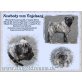 Mops Deckrüde in reverse Brindle hat Termine  - Rüde