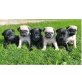 Mops - Hündin