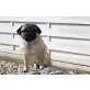 Mops - Hündin