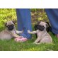 Mops - Hündin