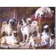 /, Mops - Hündin