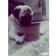 Mops - Hündin