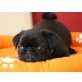 Mops - Hündin