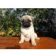 Mops - Hündin