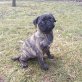 Mops - Hündin