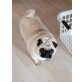 Mops - Hündin