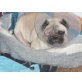 Mops - Hündin