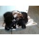 Mops/Jack-Russel/Shi-Tzu Welpen Welpen - Rüde