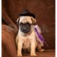 Mops MANN UND FRAU BEREIT FÜR NEUES HAUS, Mops - Rüde