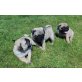 Mops, Mops - Hündin