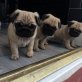 Mops, Mops - Hündin