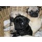 Mops, Mops - Rüde