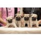 Mops, Mops - Rüde
