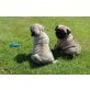 Mops, Mops - Rüde