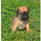 Mops - Rüde