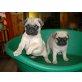Mops - Rüde
