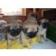 Mops - Rüde