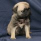 Mops - Rüde