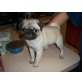 Mops - Rüde