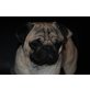 Mops - Rüde