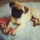 Mops - Rüde
