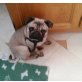Mops - Rüde