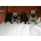 Mops - Rüde