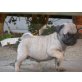 Mops - Rüde