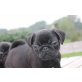 Mops - Rüde