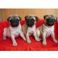 Mops - Rüde