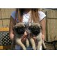 Mops - Rüde