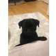 Mops - Rüde