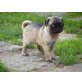 Mops - Rüde
