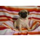 Mops - Rüde