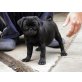 Mops - Rüde