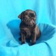 Mops - Rüde